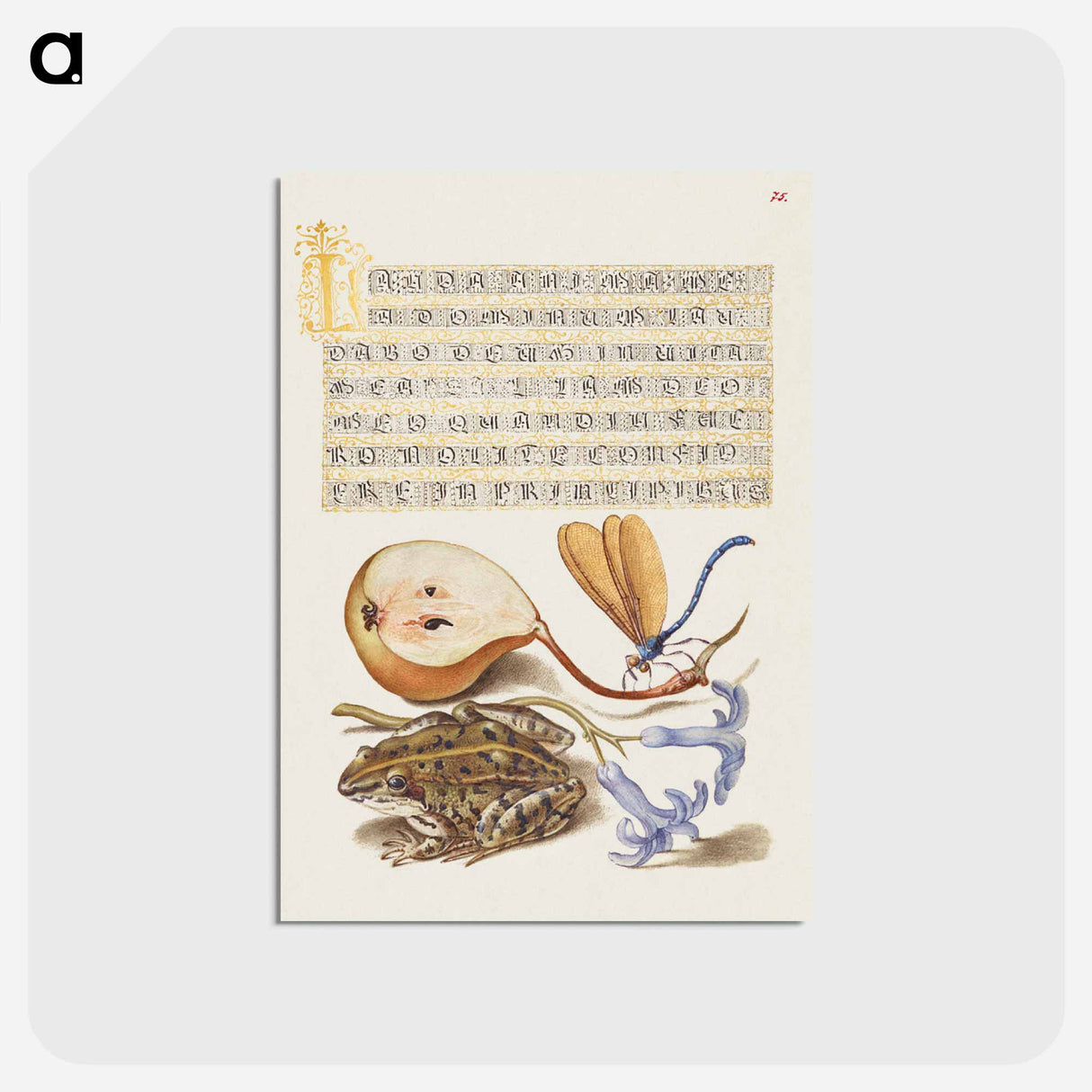 アートポストカード-Common Pear, Lake Demoiselle, Moor Frog, and Hyacinth from Mira Calligraphiae Monumenta
- 書道のお手本 Postcard.