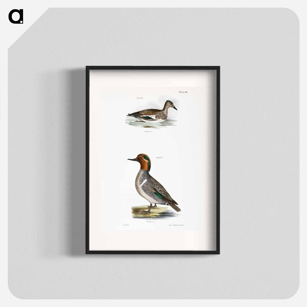 Baldpate or Wildgeon - ニューヨークの動物学 Poster.