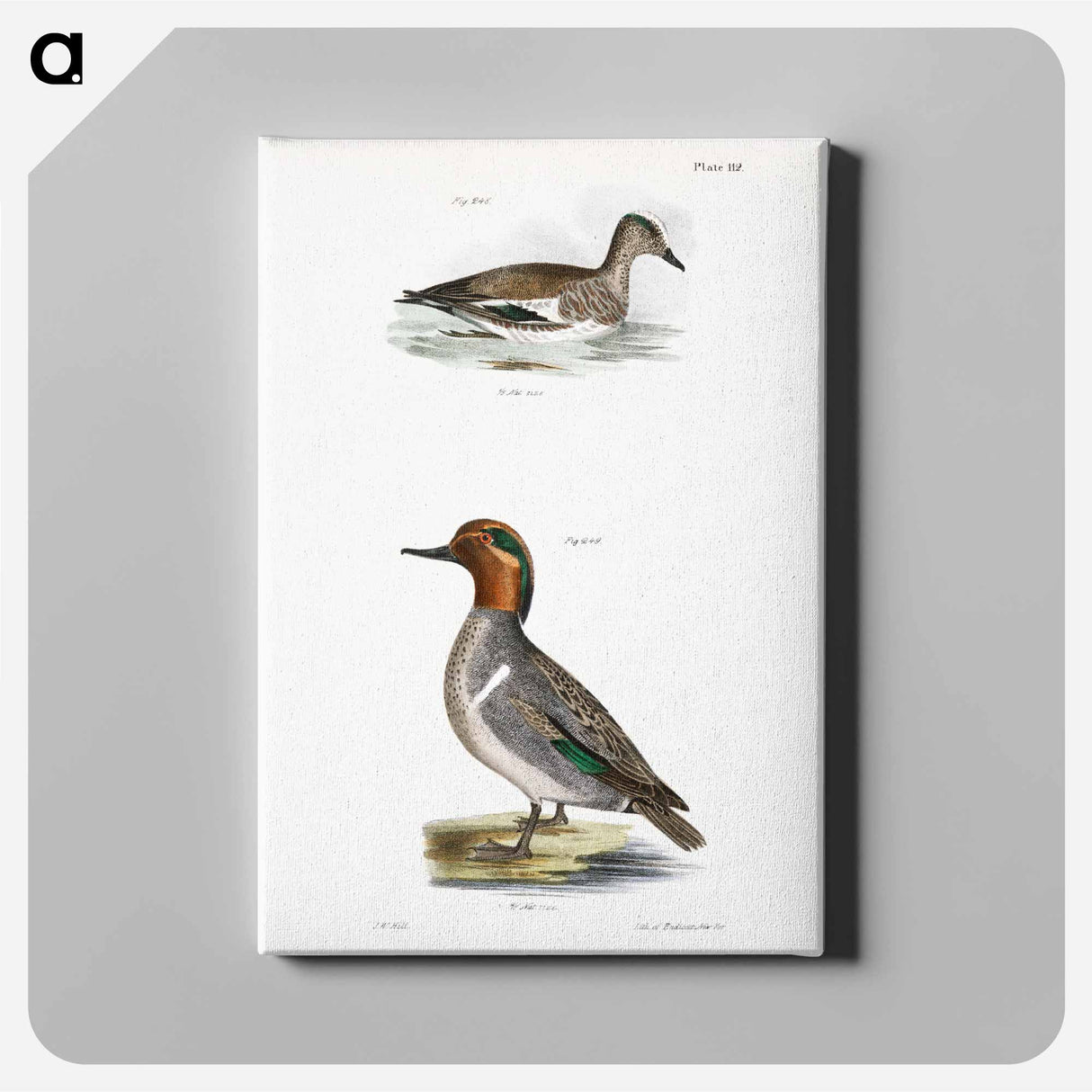 Baldpate or Wildgeon - ニューヨークの動物学 Canvas.