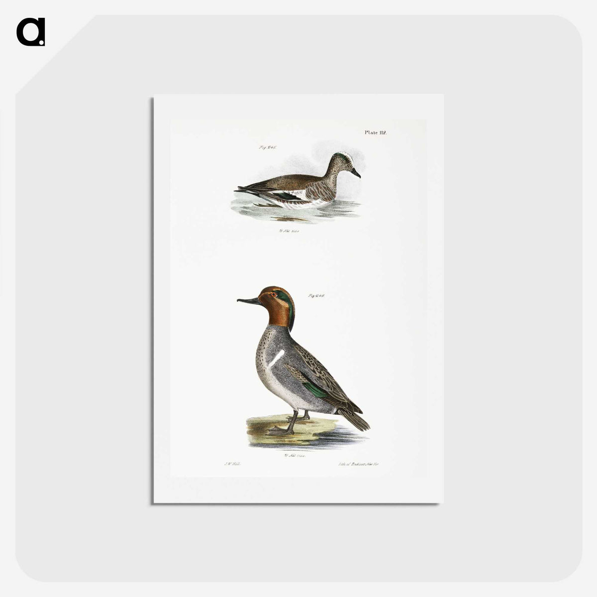 2-23_Zoology-of-New-York_hagaki