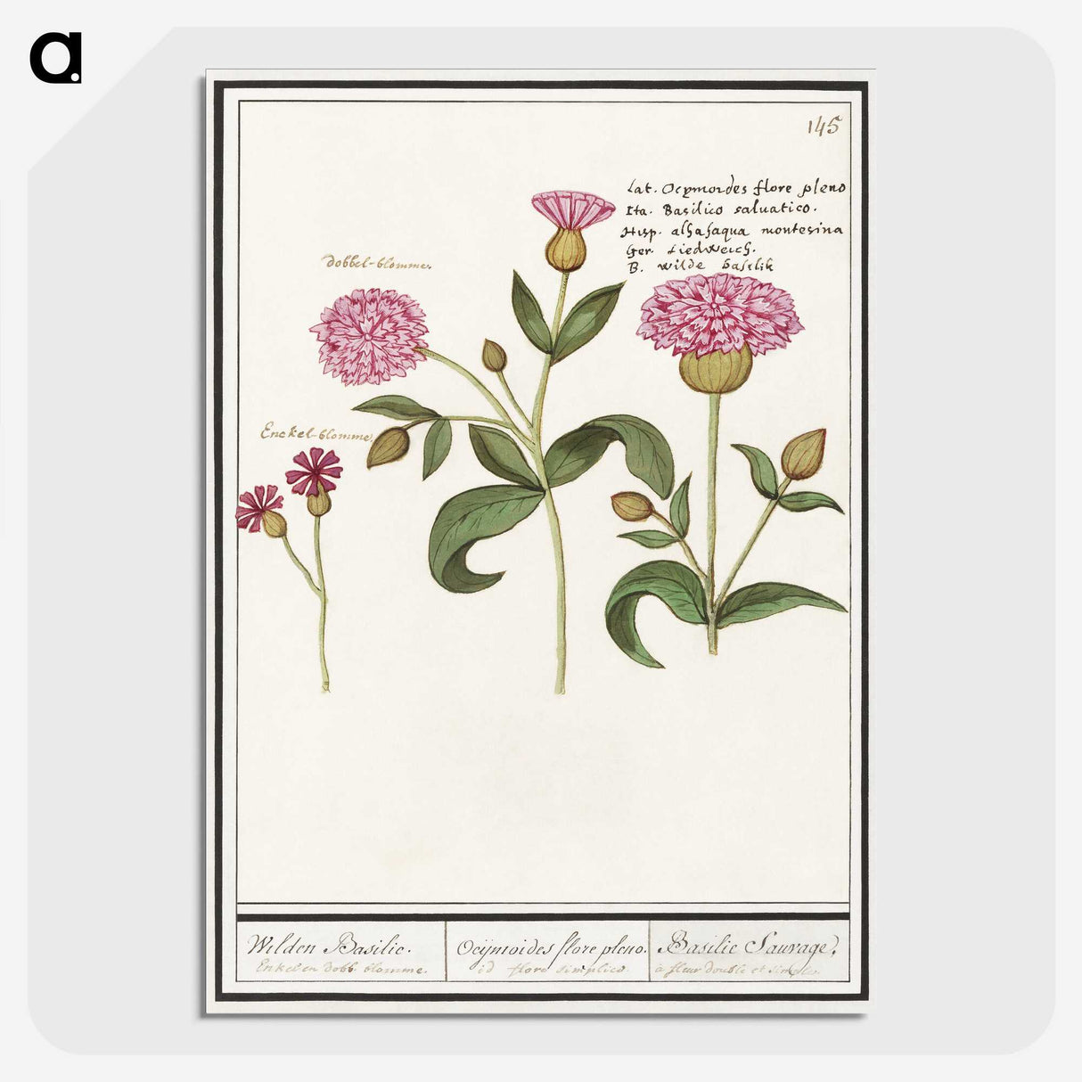 2-24_Anselmus-Boetius-de-Boodt_picture-crop