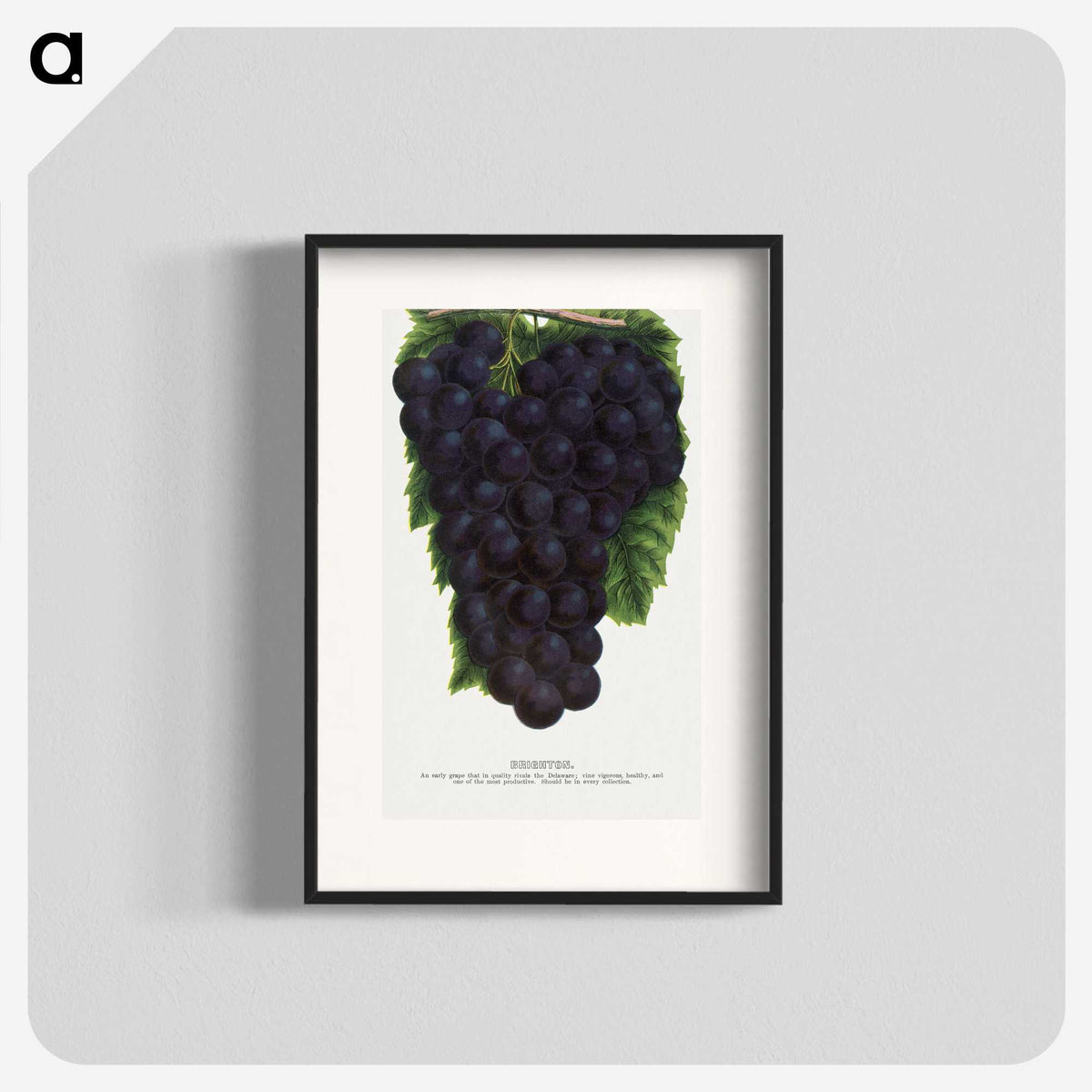 2-24_Botanical-Specimen-Plates_blk