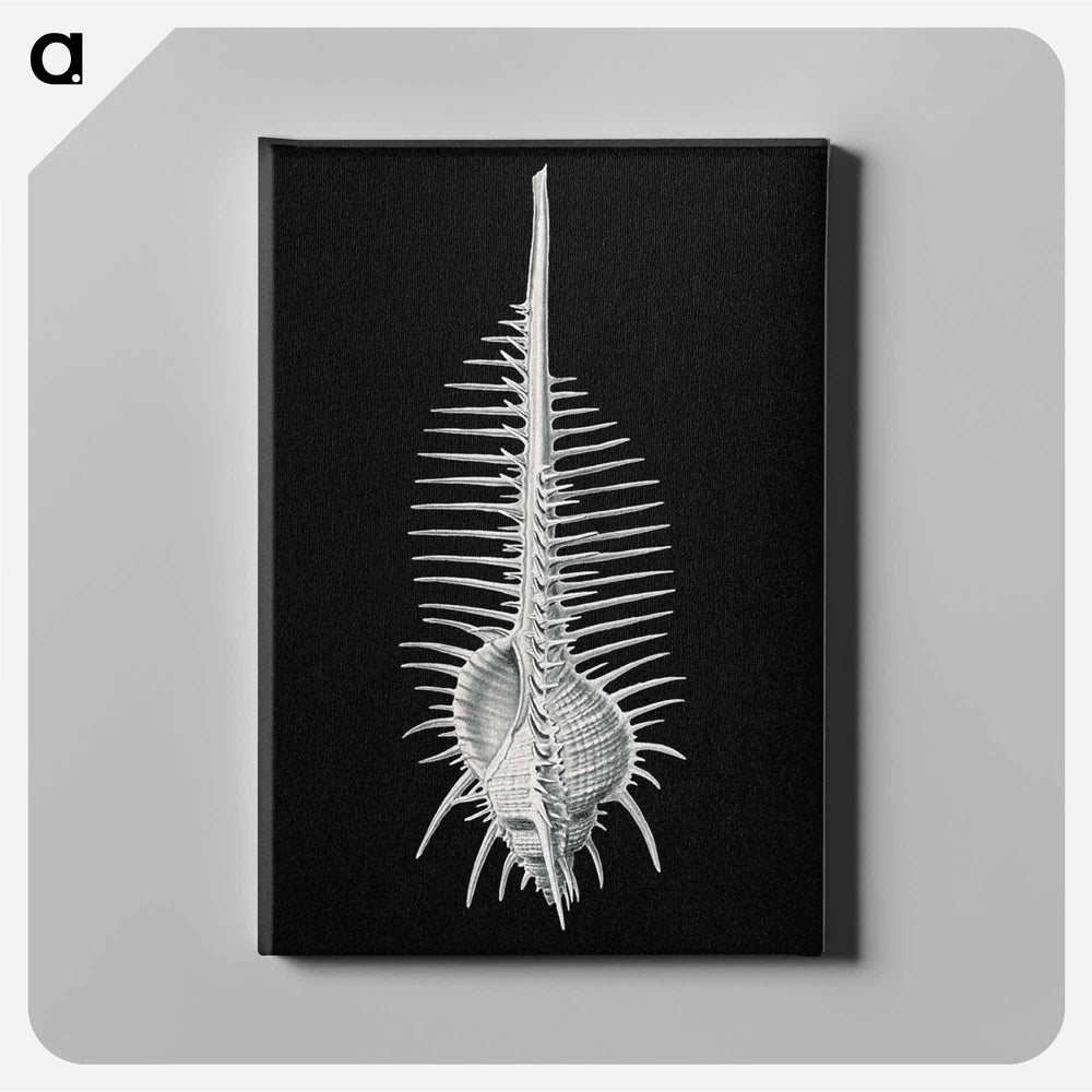 Vintage shell marine life illustration - エルンスト ヘッケル Canvas.