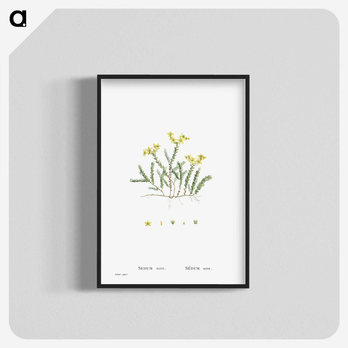 2-24_Histoire-des-Plantes-Grasses_blk-crop