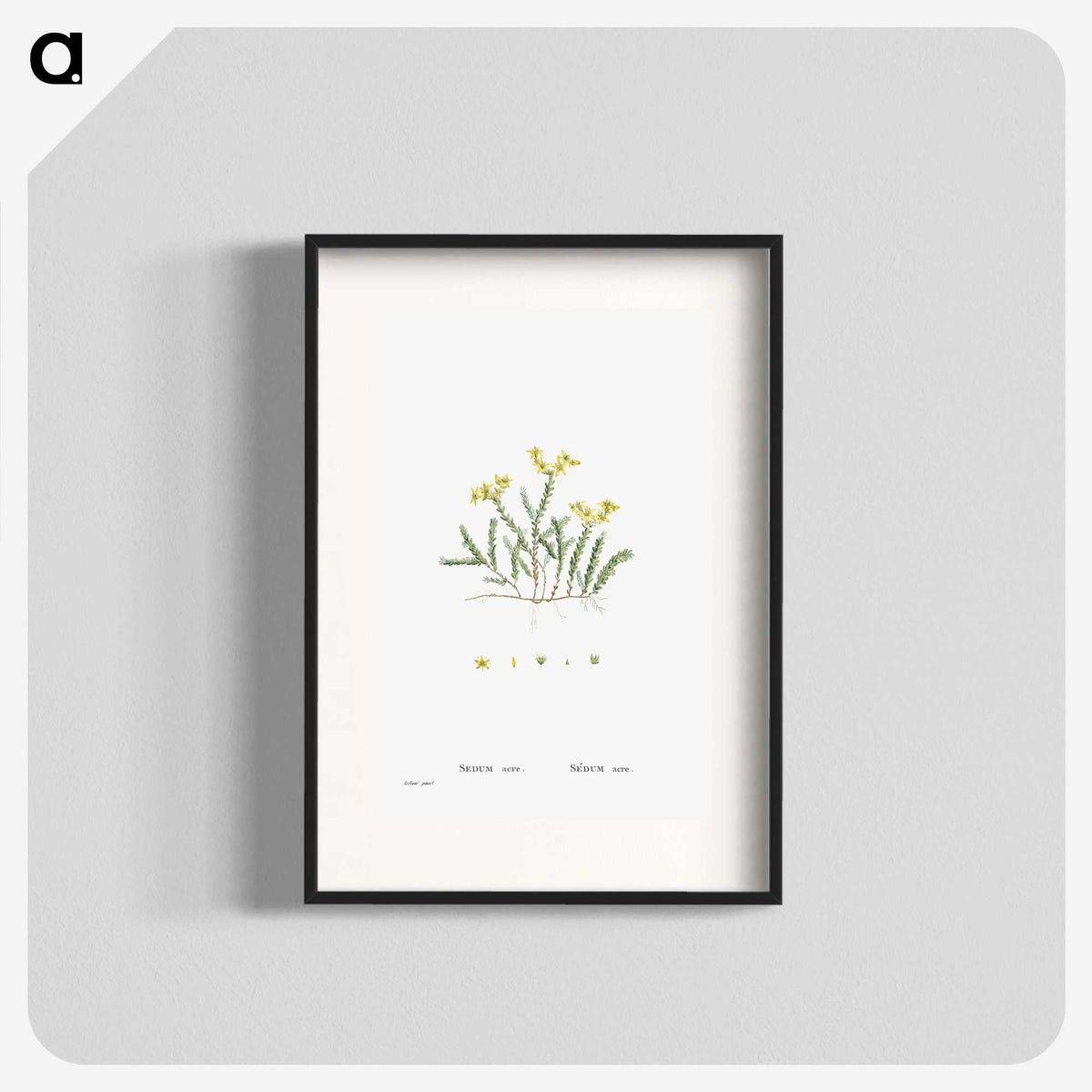 2-24_Histoire-des-Plantes-Grasses_blk