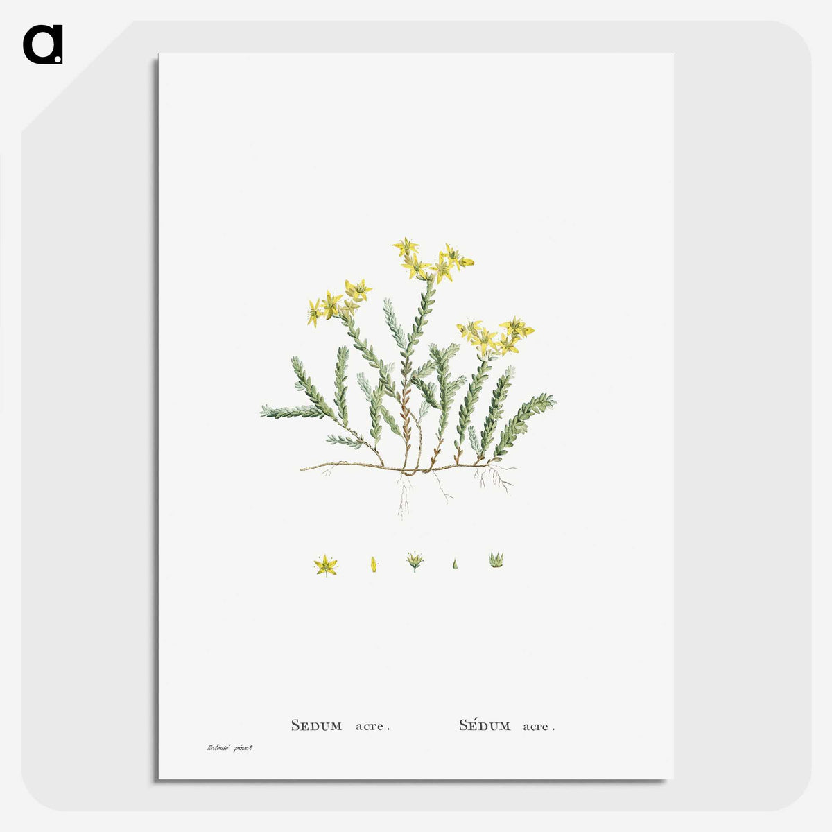 2-24_Histoire-des-Plantes-Grasses_picture-crop