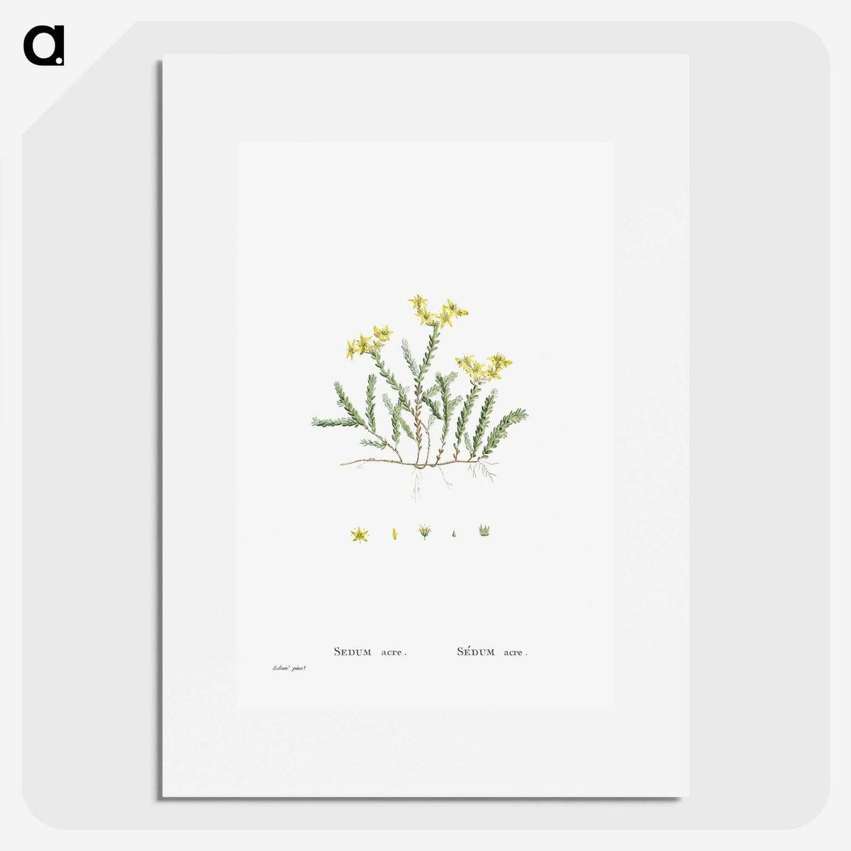 2-24_Histoire-des-Plantes-Grasses_picture