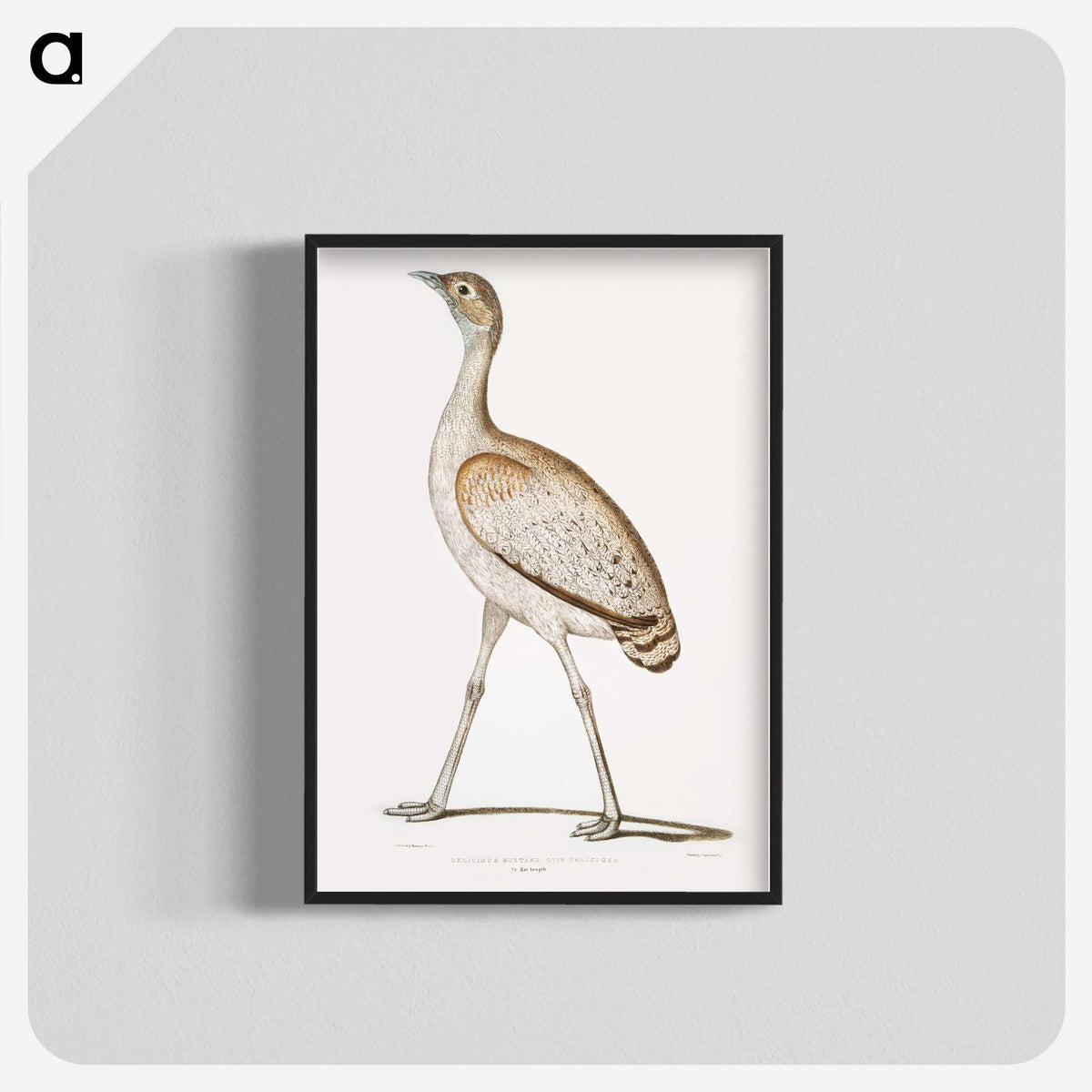 2-24_Indian-Zoology_blk-crop