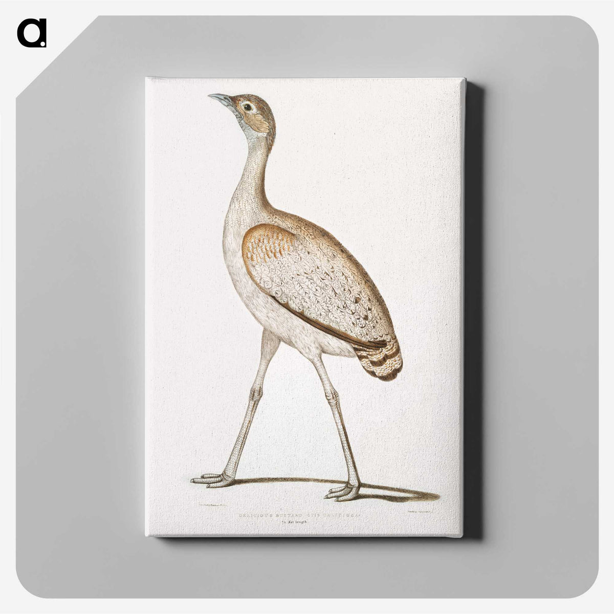 2-24_Indian-Zoology_canvas