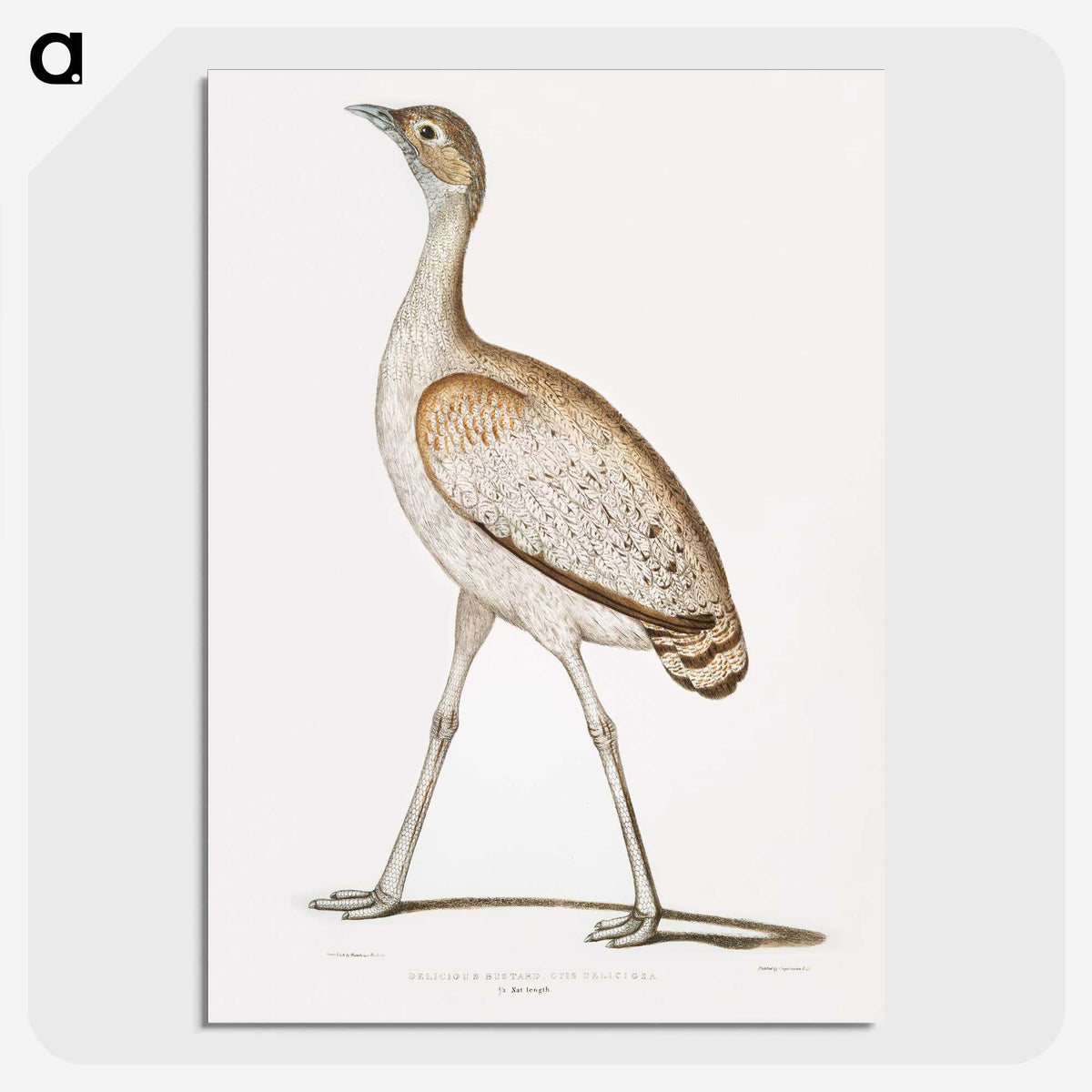 2-24_Indian-Zoology_picture-crop