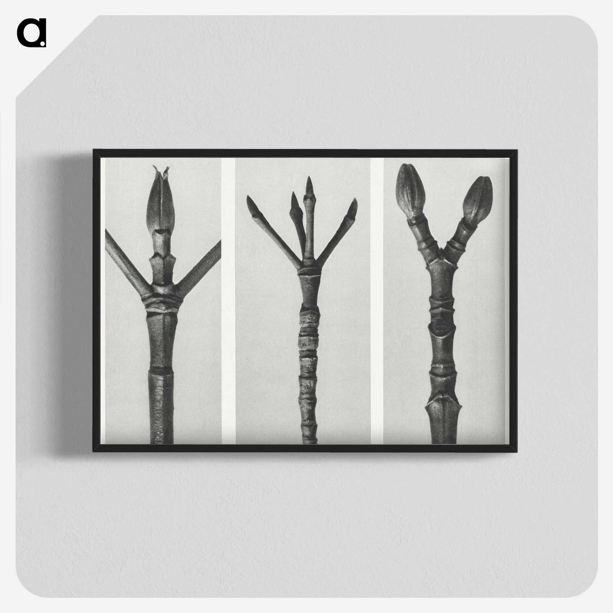 2-24_Karl-Blossfeldt_blk-crop