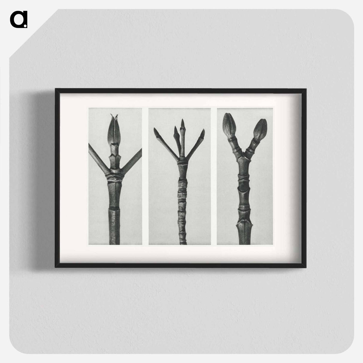 Cornus Nuttallii (end of Dogwood branch) enlarged 6 times, Cornus florida (end of Flowering Dogwood branch) enlarged 6 times, and Acer Pennsylvanicum (end of Maple Tree branch) enlarged 6 times. - カール ブロスフェルト Poster.