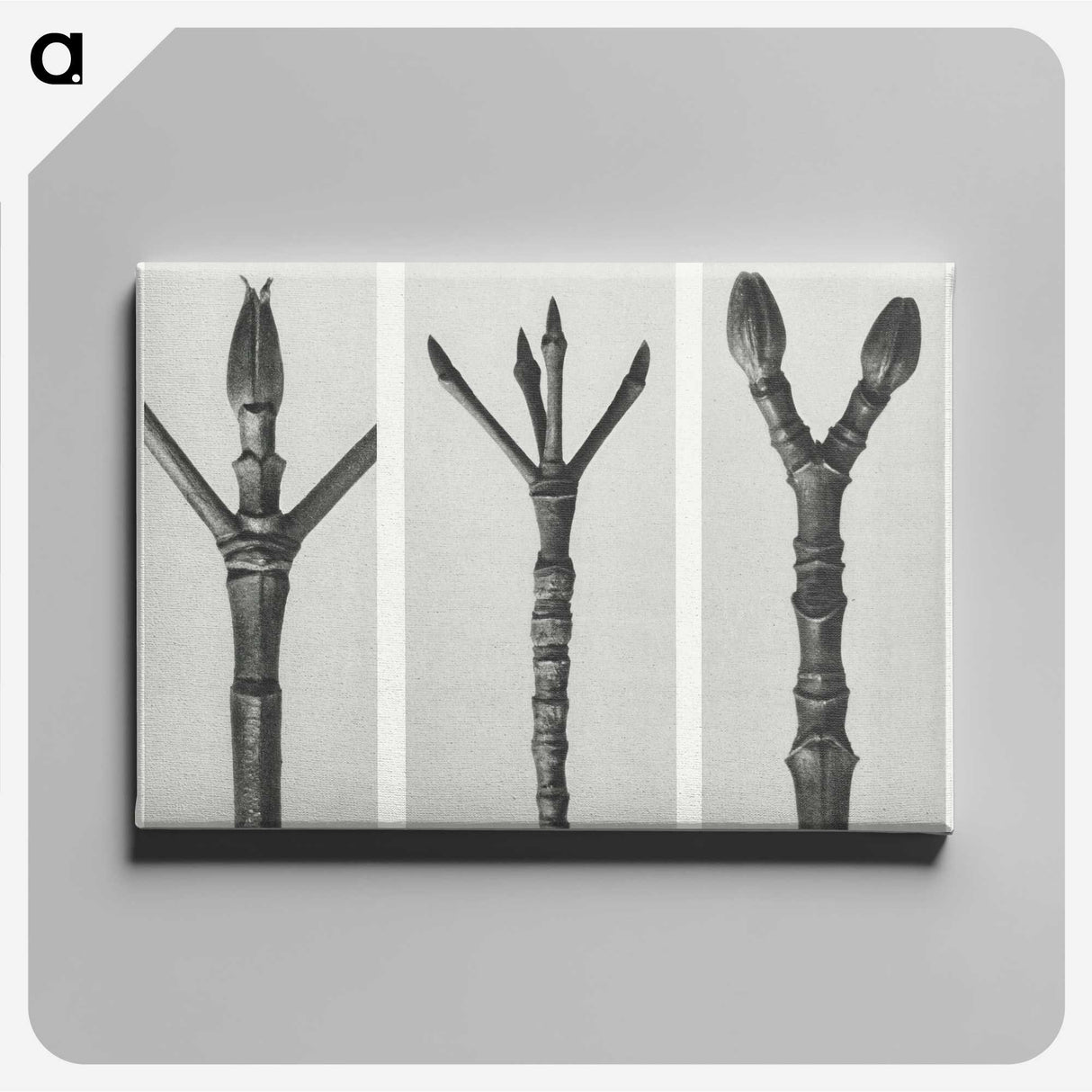 2-24_Karl-Blossfeldt_canvas