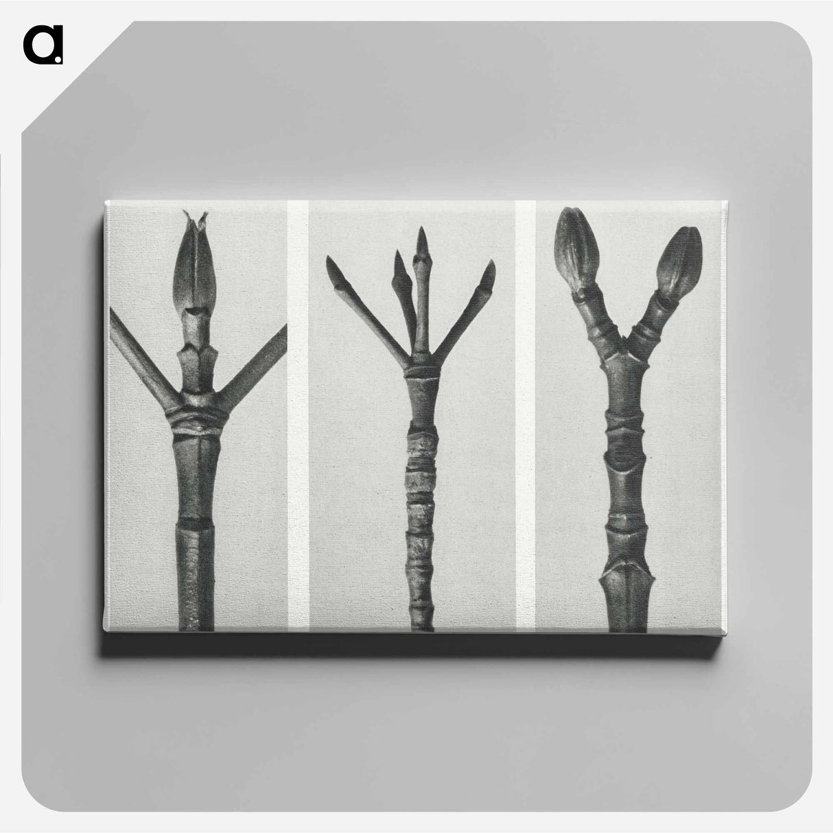 Cornus Nuttallii (end of Dogwood branch) enlarged 6 times, Cornus florida (end of Flowering Dogwood branch) enlarged 6 times, and Acer Pennsylvanicum (end of Maple Tree branch) enlarged 6 times. - カール ブロスフェルト Canvas.