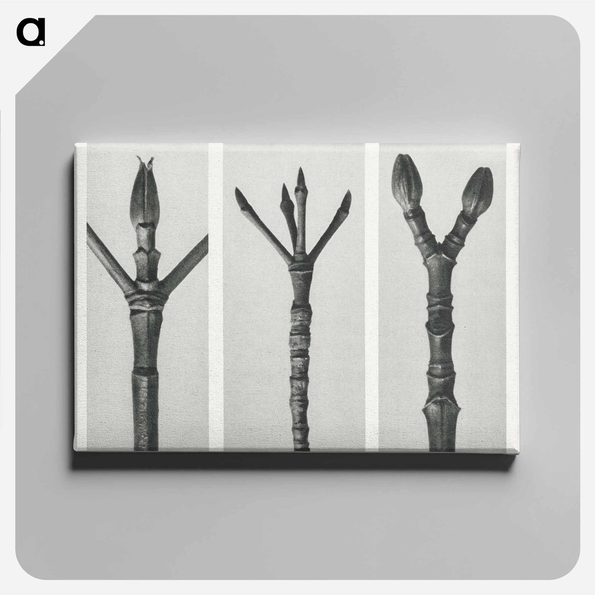 Cornus Nuttallii (end of Dogwood branch) enlarged 6 times, Cornus florida (end of Flowering Dogwood branch) enlarged 6 times, and Acer Pennsylvanianicum (end of Maple Tree branch) enlarged 6 times. - Karl Blossfeldt Canvas.