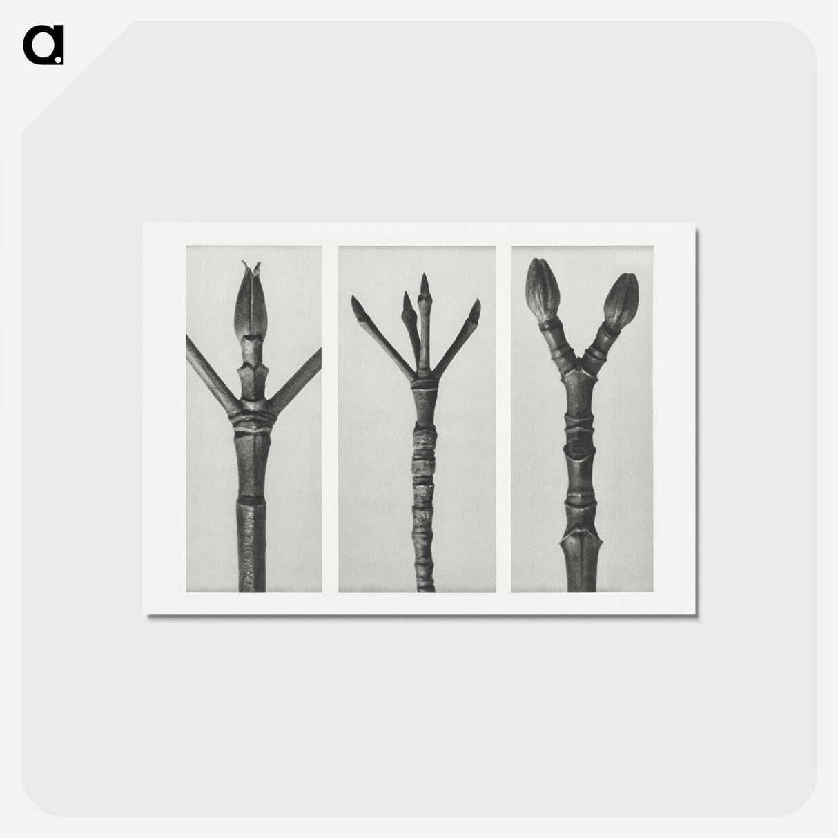 2-24_Karl-Blossfeldt_hagaki