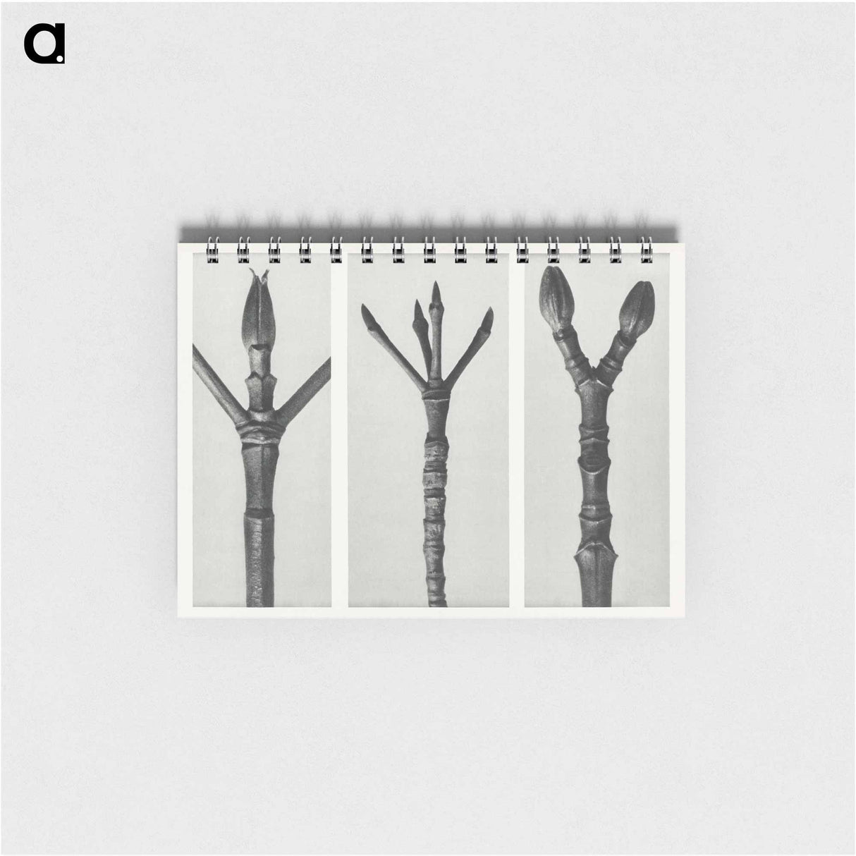 Cornus Nuttallii (end of Dogwood branch) enlarged 6 times, Cornus florida (end of Flowering Dogwood branch) enlarged 6 times, and Acer Pennsylvanicum (end of Maple Tree branch) enlarged 6 times. - カール ブロスフェルト Memo.