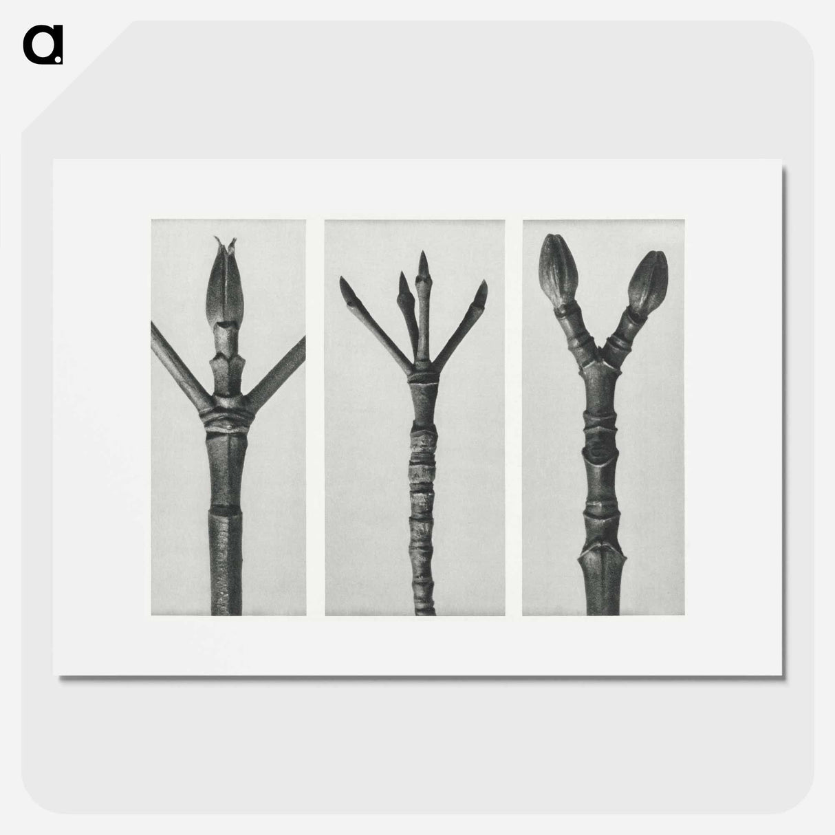 Cornus Nuttallii (end of Dogwood branch) enlarged 6 times, Cornus florida (end of Flowering Dogwood branch) enlarged 6 times, and Acer Pennsylvanicum (end of Maple Tree branch) enlarged 6 times. - カール ブロスフェルト Poster.