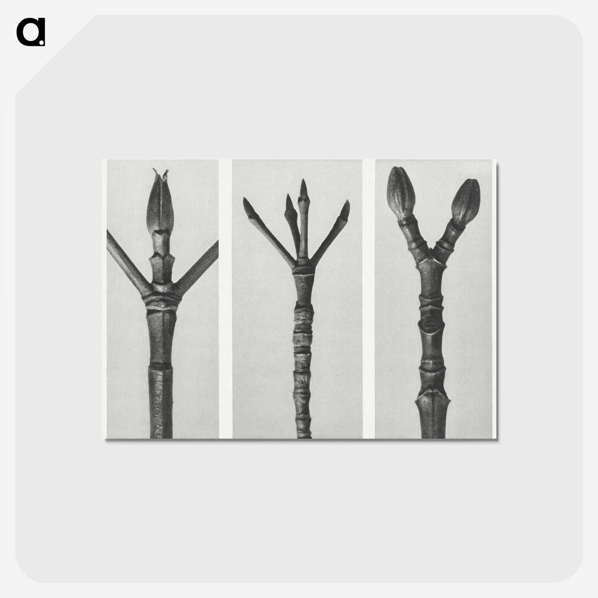 2-24_Karl-Blossfeldt_postcard