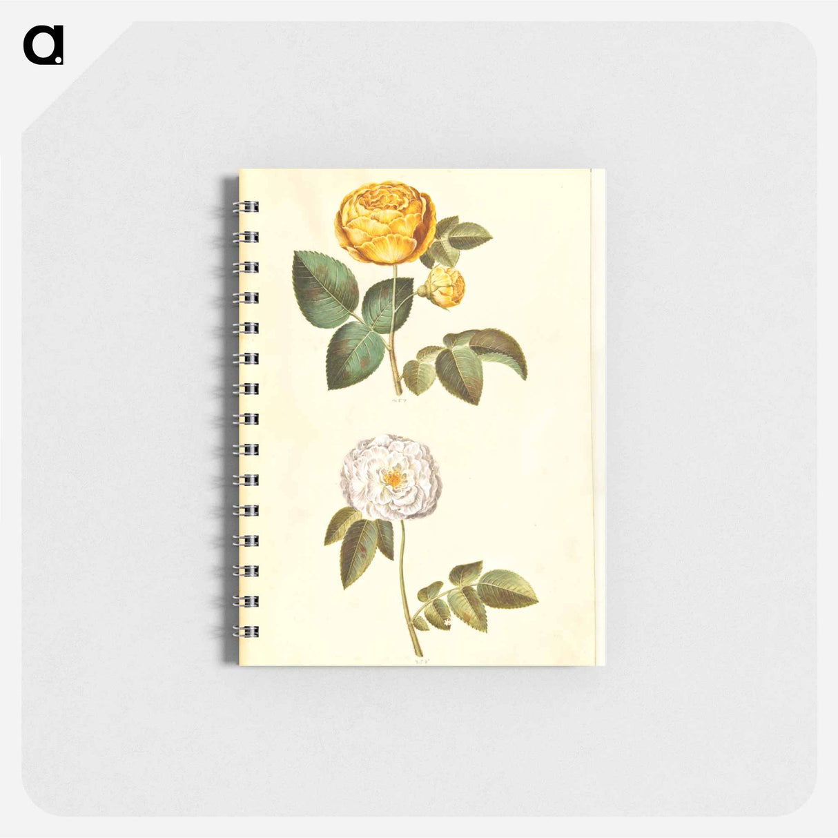 アートメモ帳-Rosa hemisphaerica and Rosa ×alba
- マリア ジビーラ メーリアン Memo.