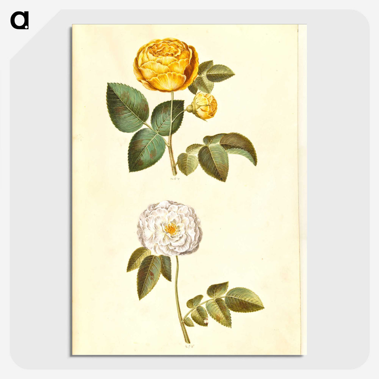2-24_Maria-Sibylla-Merian_picture-crop
