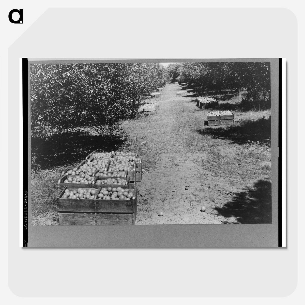 2-24_Marion-Post-Wolcott_picture-crop