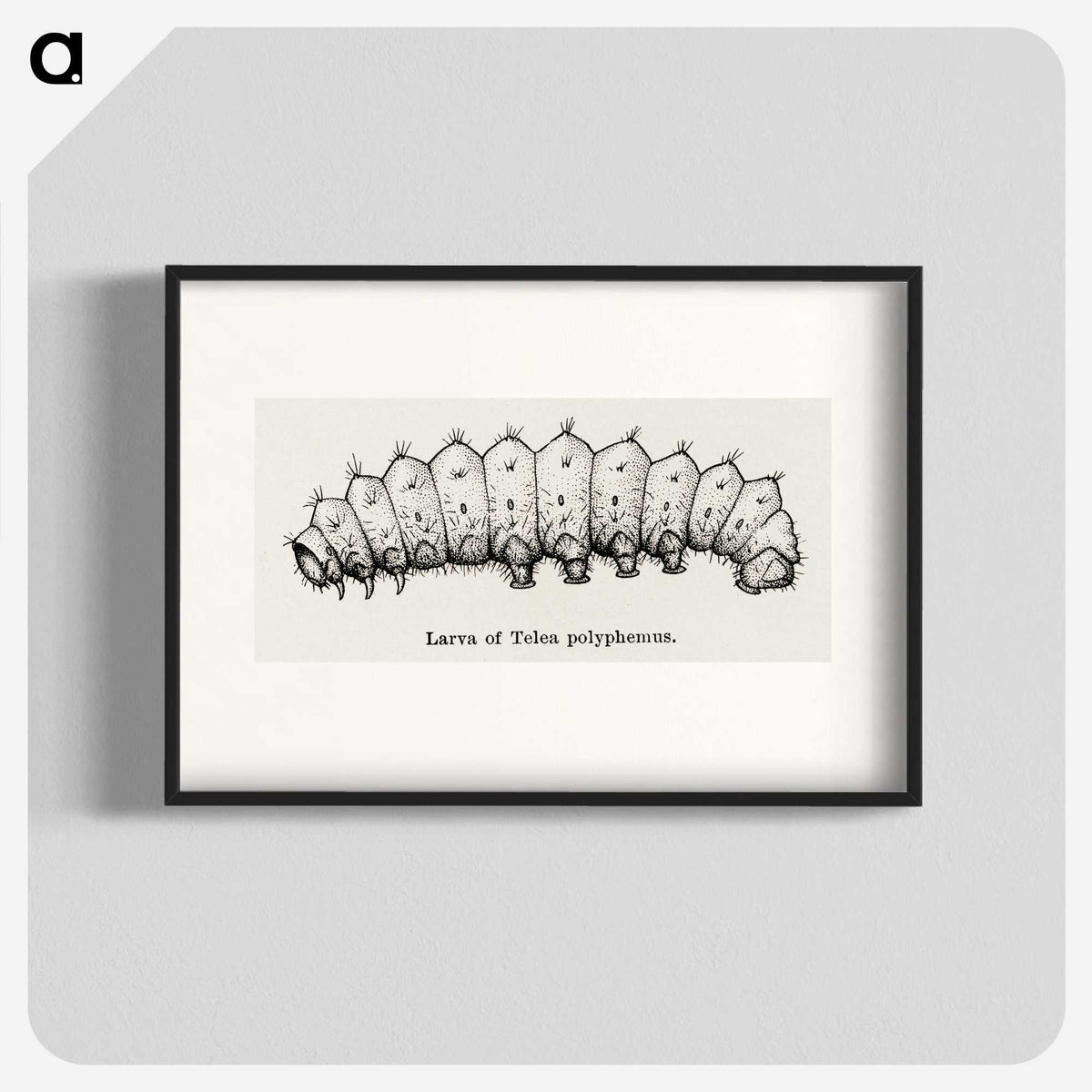 2-24_Moths-and-Butterflies-of-the-United-States_blk