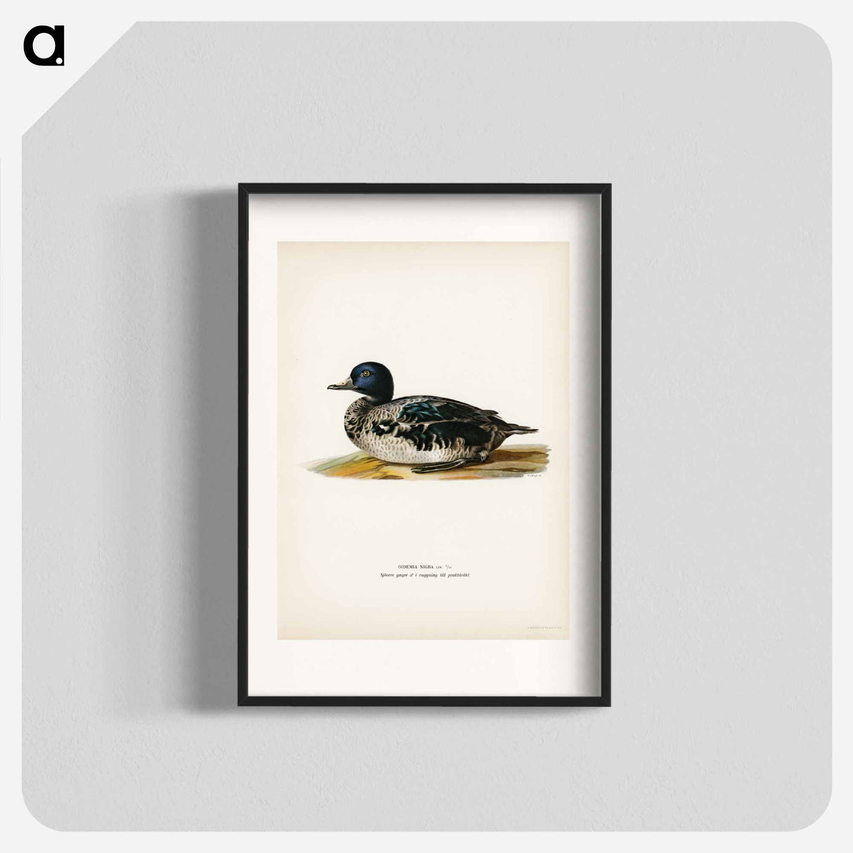 アートポスター-Black Scoter Male
- スヴェンスカ フォグラル Poster.
