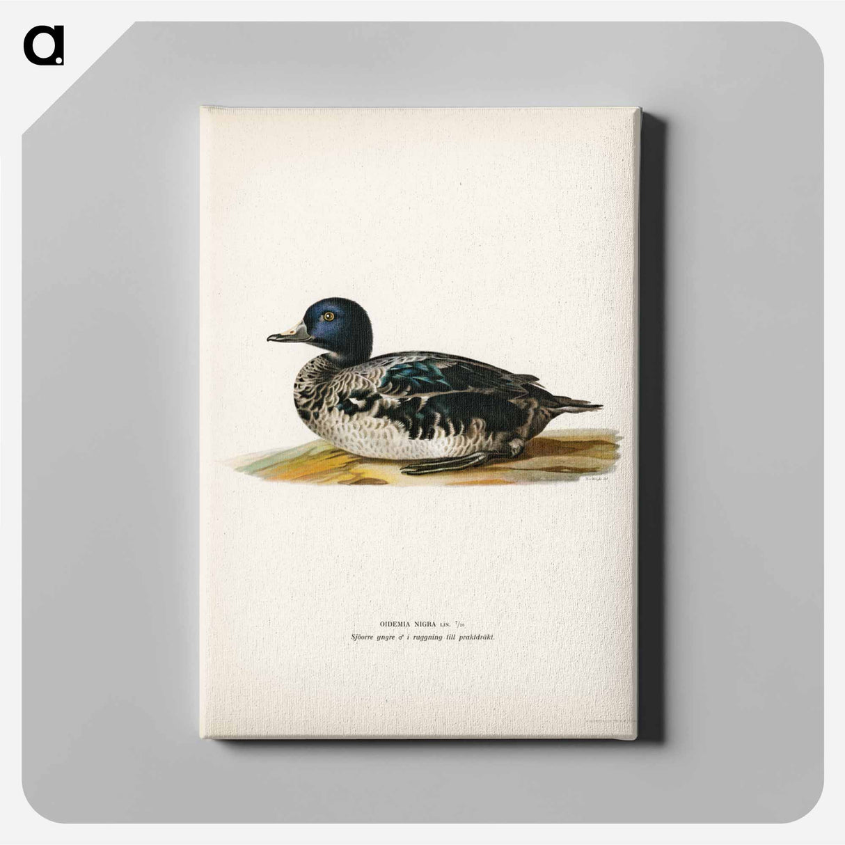アートパネル-Black Scoter Male
- スヴェンスカ フォグラル Canvas.