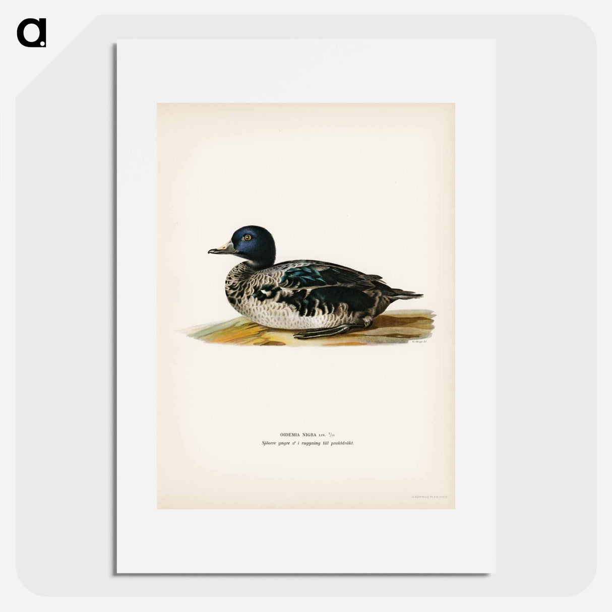 アートポスター-Black Scoter Male
- スヴェンスカ フォグラル Poster.