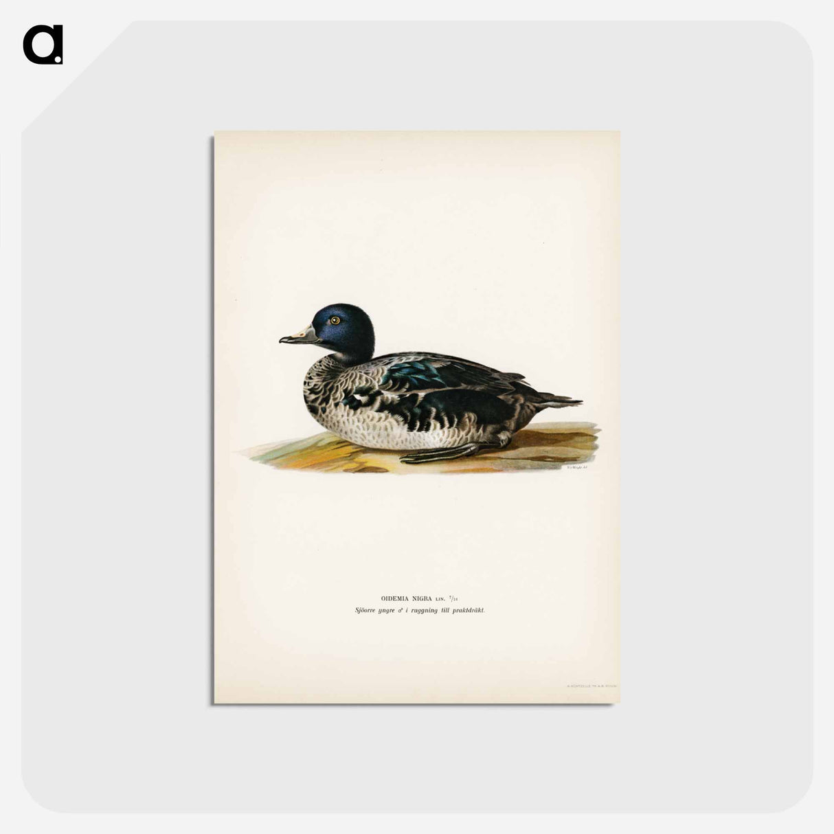 アートポストカード-Black Scoter Male
- スヴェンスカ フォグラル Postcard.