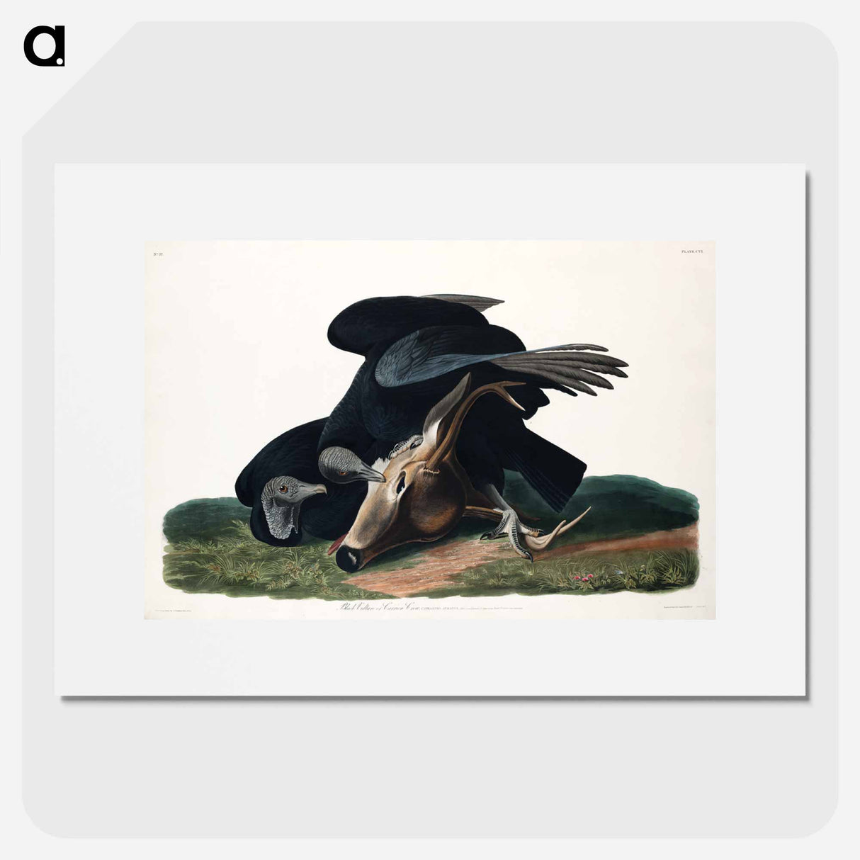 アートポスター-Black Vulture, or Carrion Crow from Birds of America
- アメリカの鳥たち Poster.