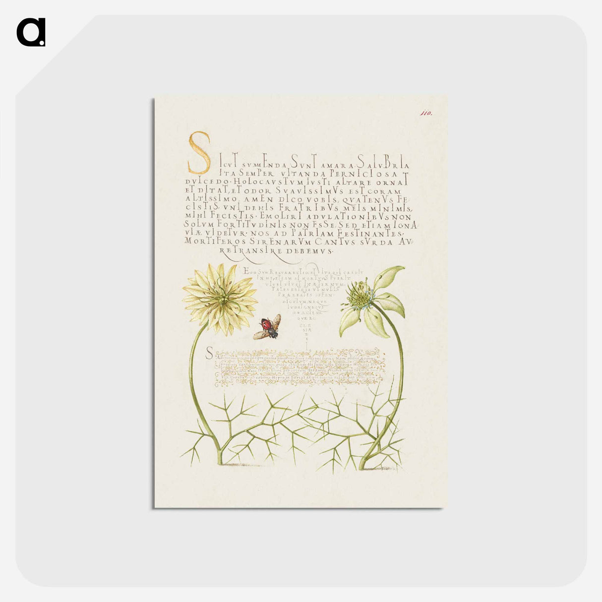 アートポストカード-Black Cumins and Insect from Mira Calligraphiae Monumenta
- 書道のお手本 Postcard.