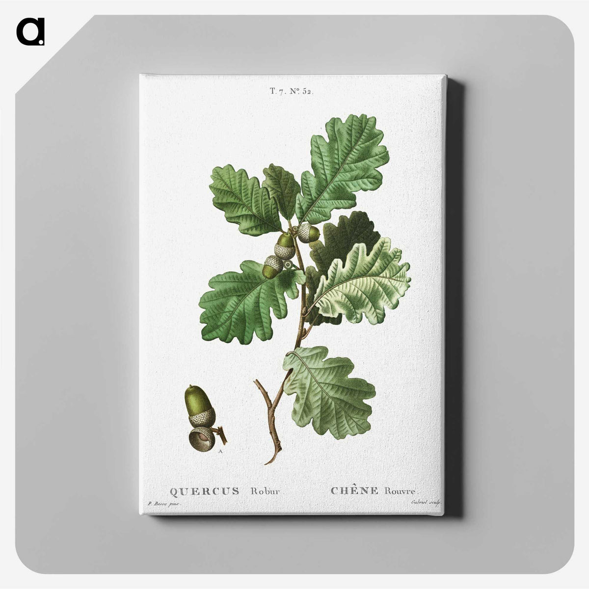 2-24_Treatise-on-Trees-and-Shrubs_canvas
