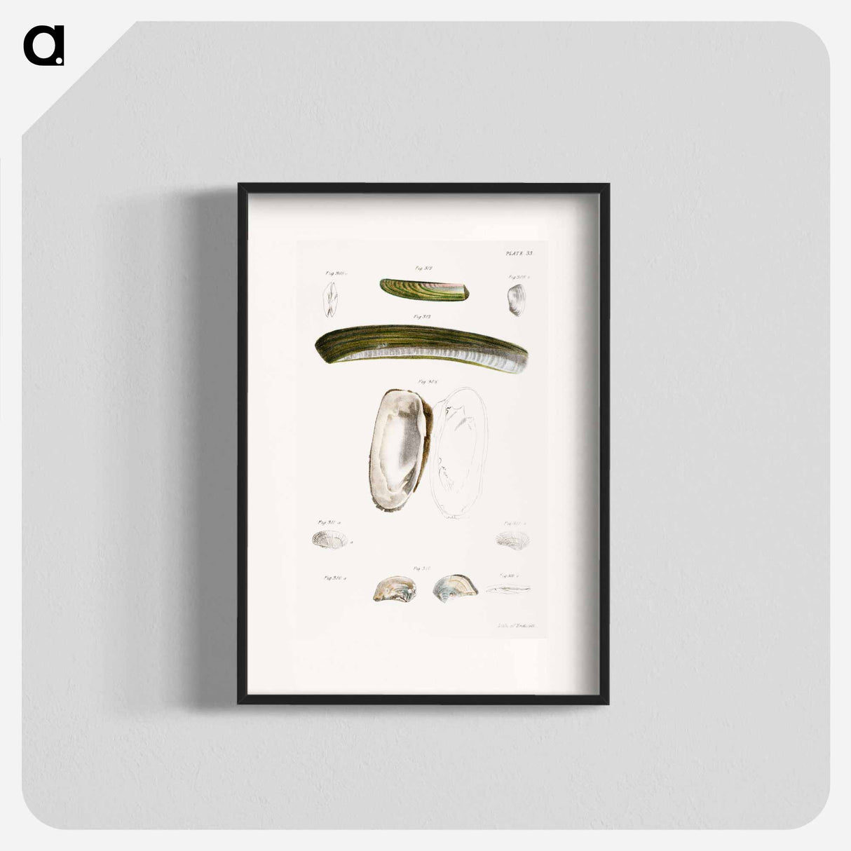 Different types of seashells illustration from Zoology of New York by James Ellsworth De Kay - ニューヨークの動物学 Poster.