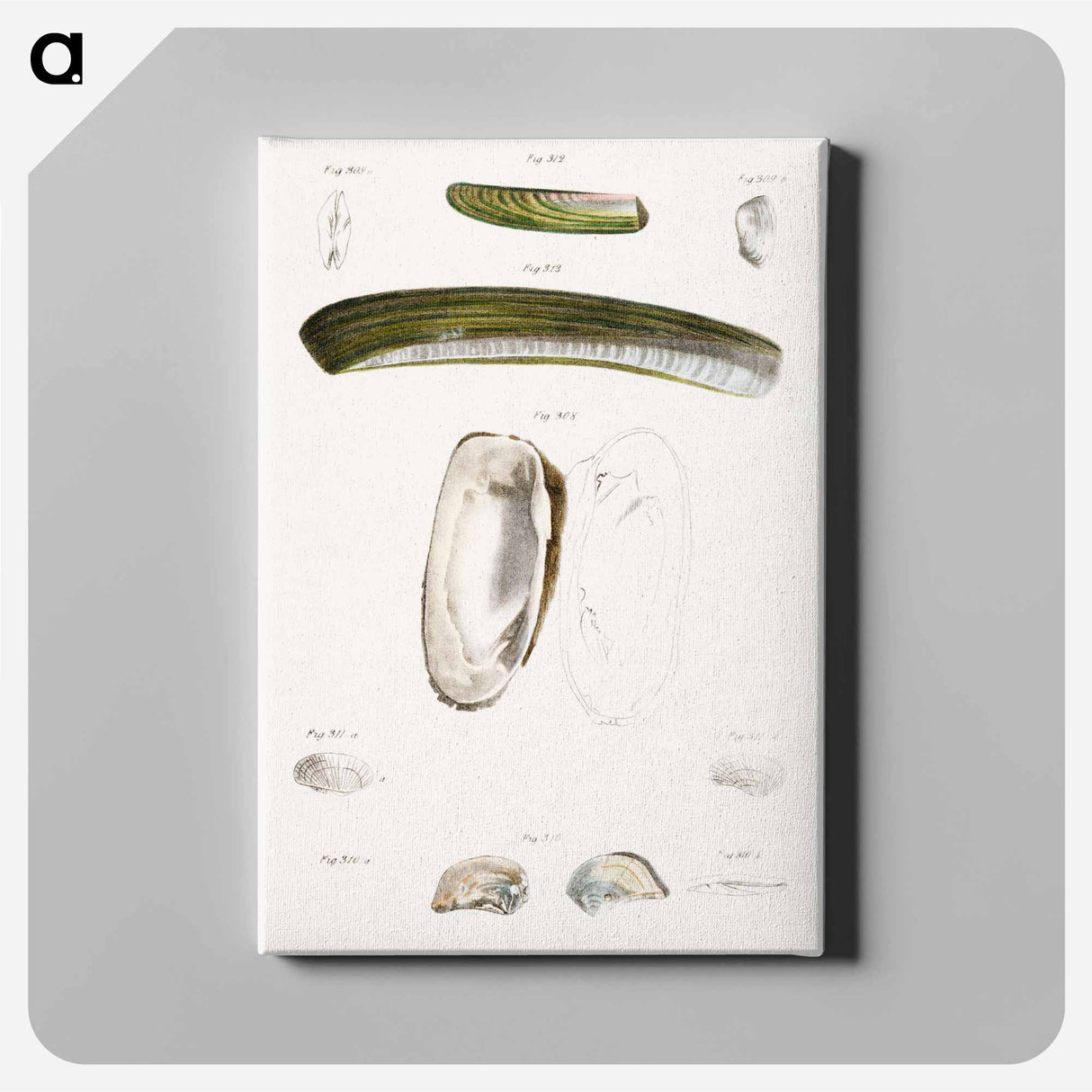 Different types of seashells illustration from Zoology of New York by James Ellsworth De Kay - ニューヨークの動物学 Canvas.