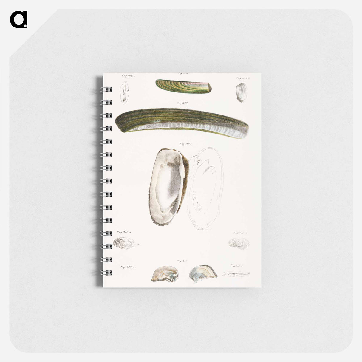 Different types of seashells illustration from Zoology of New York by James Ellsworth De Kay - ニューヨークの動物学 Memo.