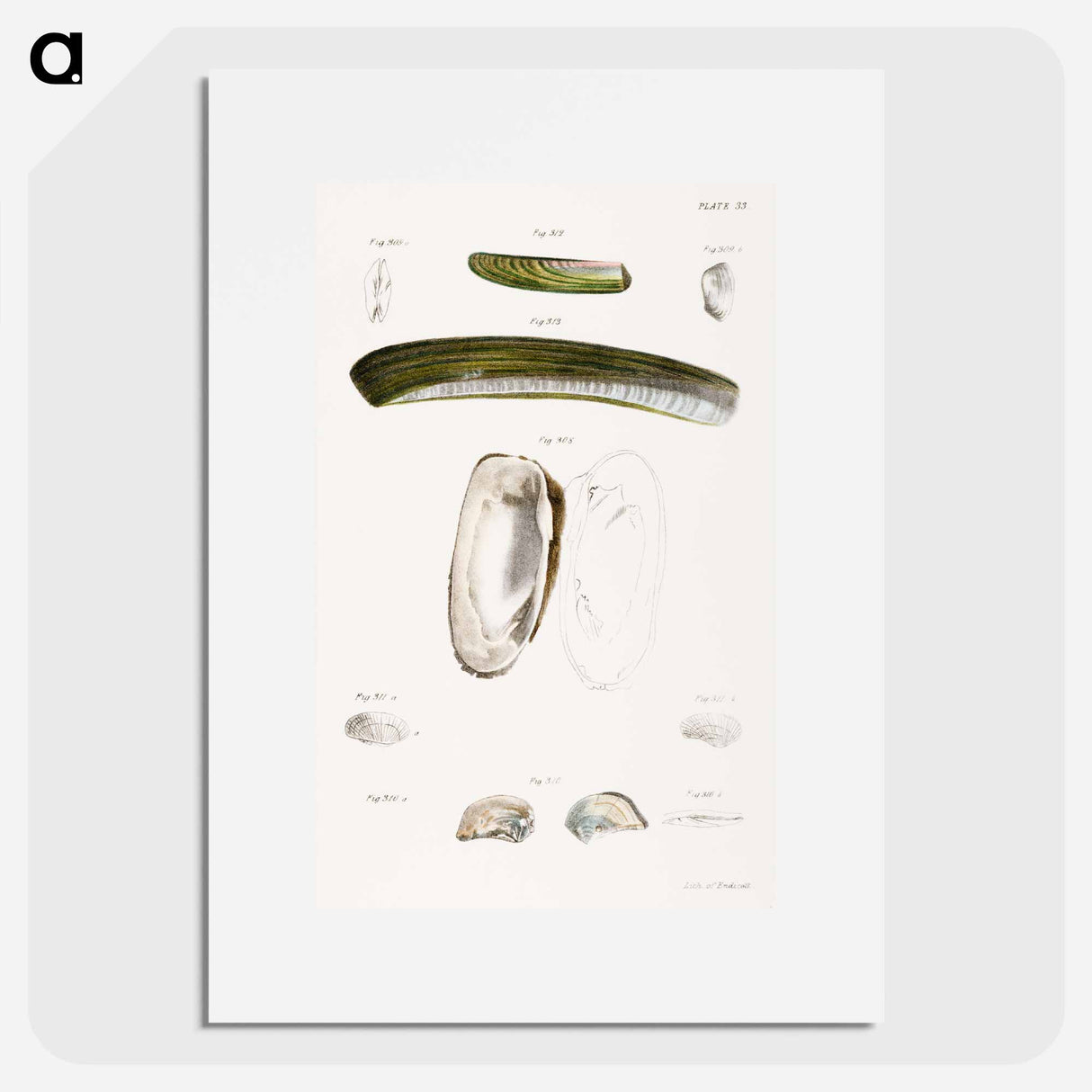 Different types of seashells illustration from Zoology of New York by James Ellsworth De Kay - ニューヨークの動物学 Poster.