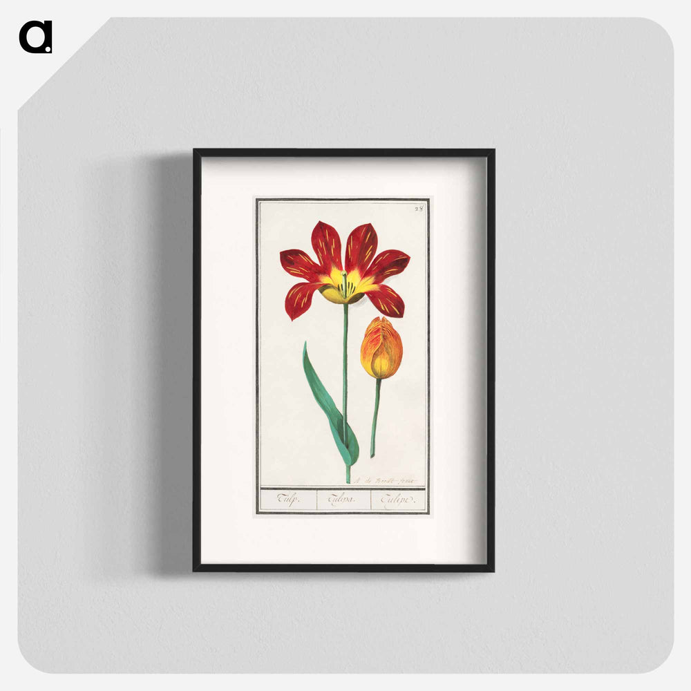 Tulip - アンセルムス ボエティウス デ ブート Poster.