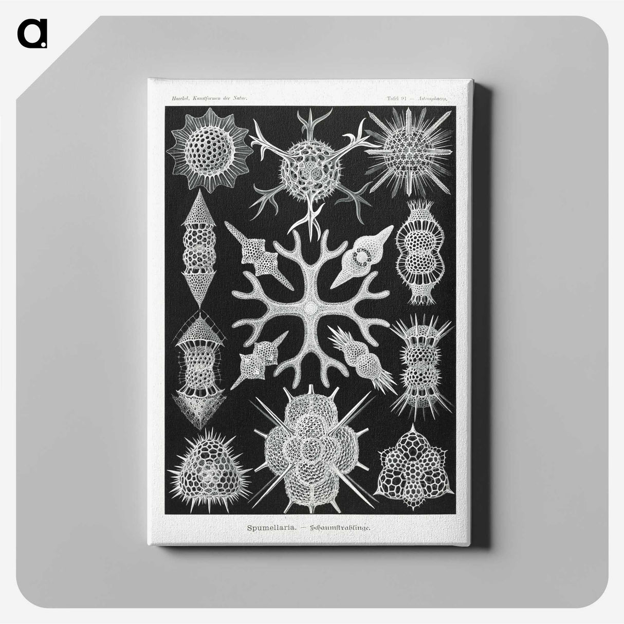 2-25_Ernst-Haeckel_canvas