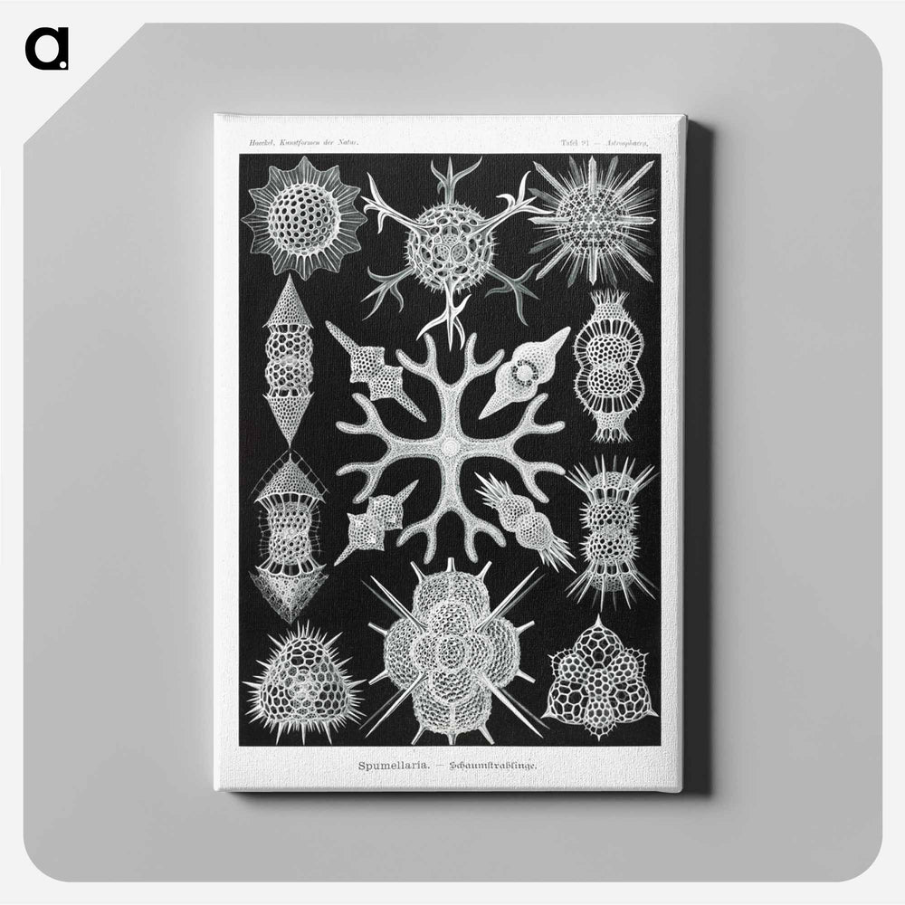 Spumellaria–Schaumstrahlinge - エルンスト ヘッケル Canvas.