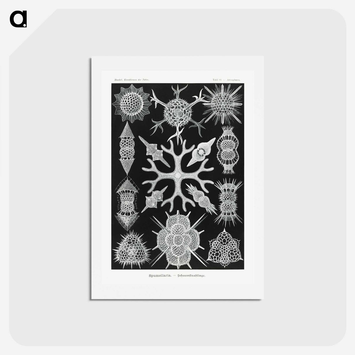 2-25_Ernst-Haeckel_hagaki