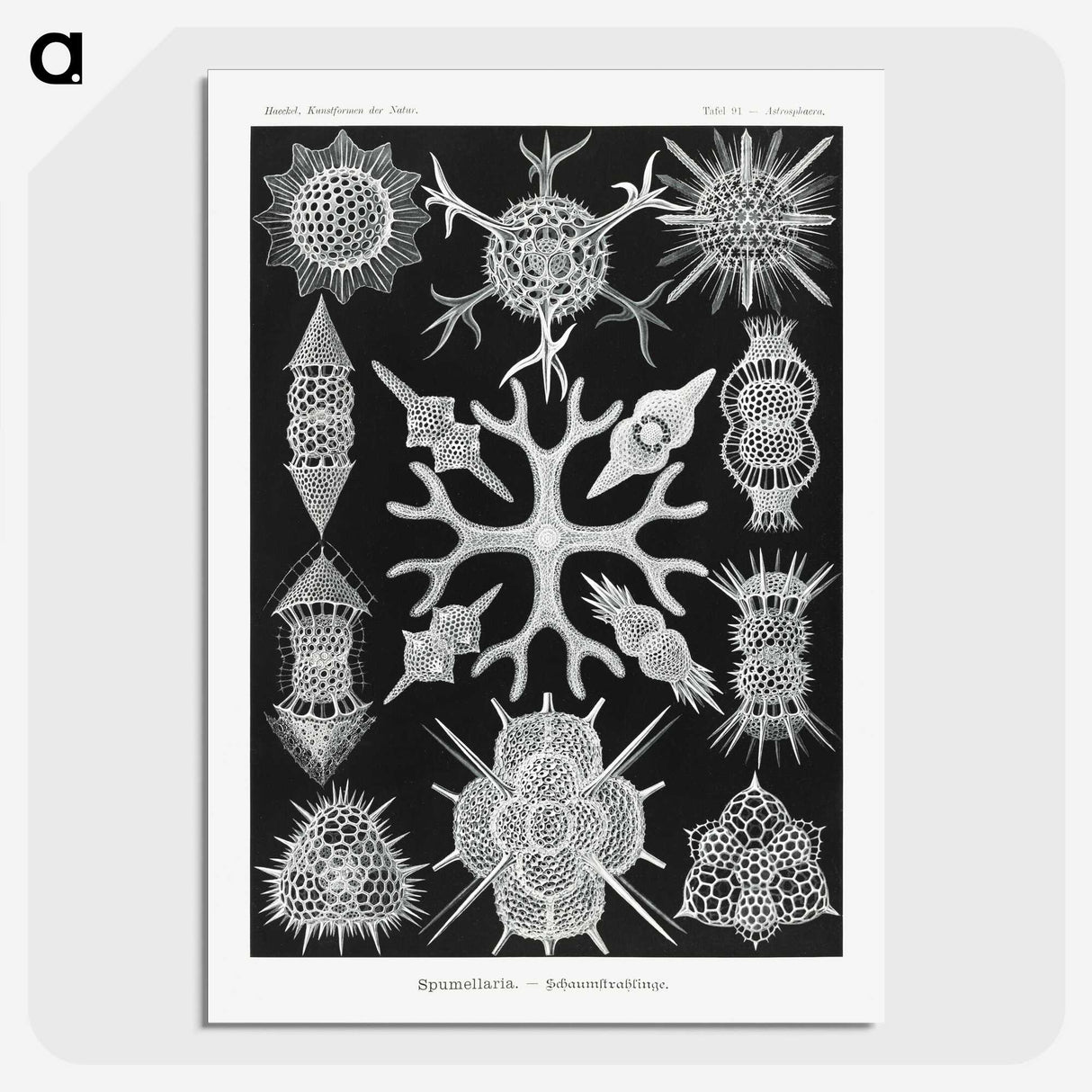 2-25_Ernst-Haeckel_picture-crop