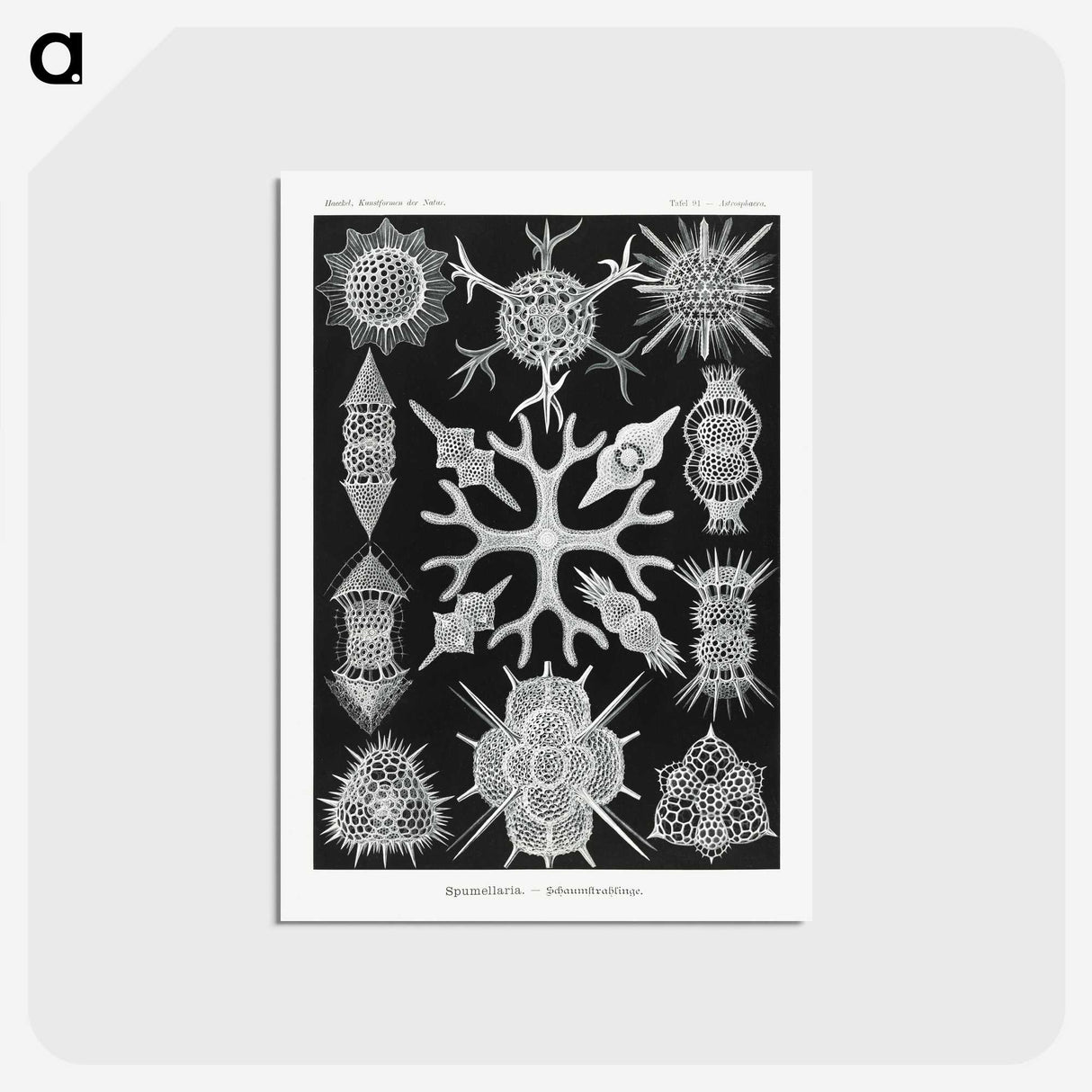 2-25_Ernst-Haeckel_postcard