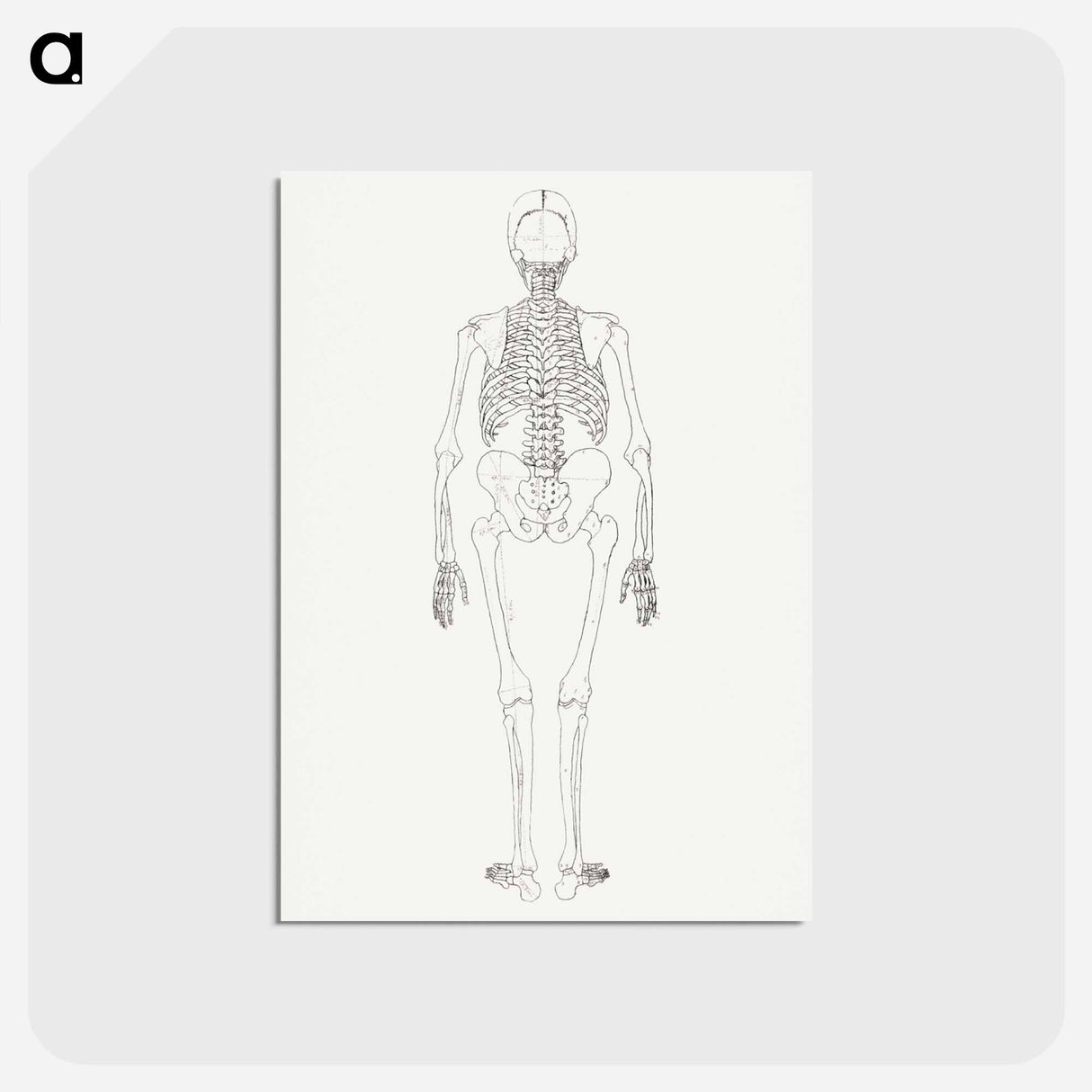 アートポストカード-Human Skeleton, Posterior View
- ジョージ スタッブス Postcard.