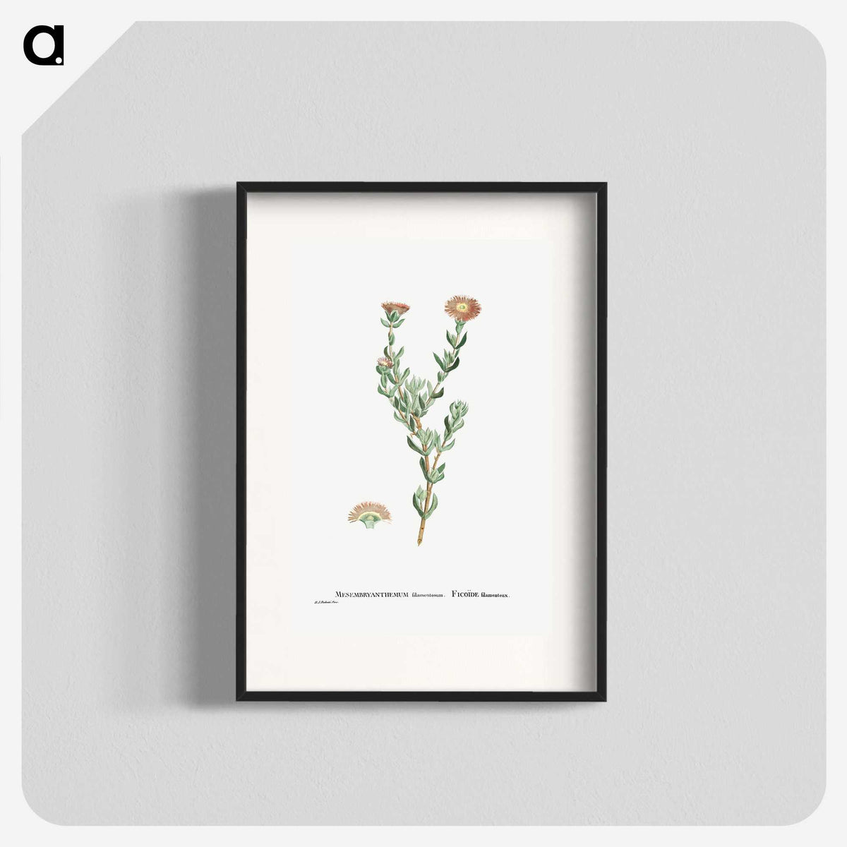 2-25_Histoire-des-Plantes-Grasses_blk