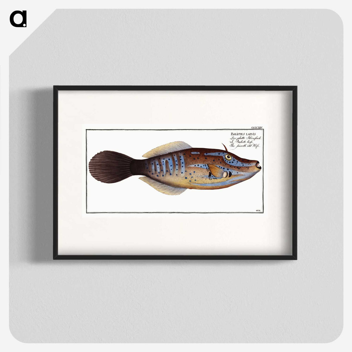 2-25_Ichtyologie-ou-Histoire-naturelle_blk