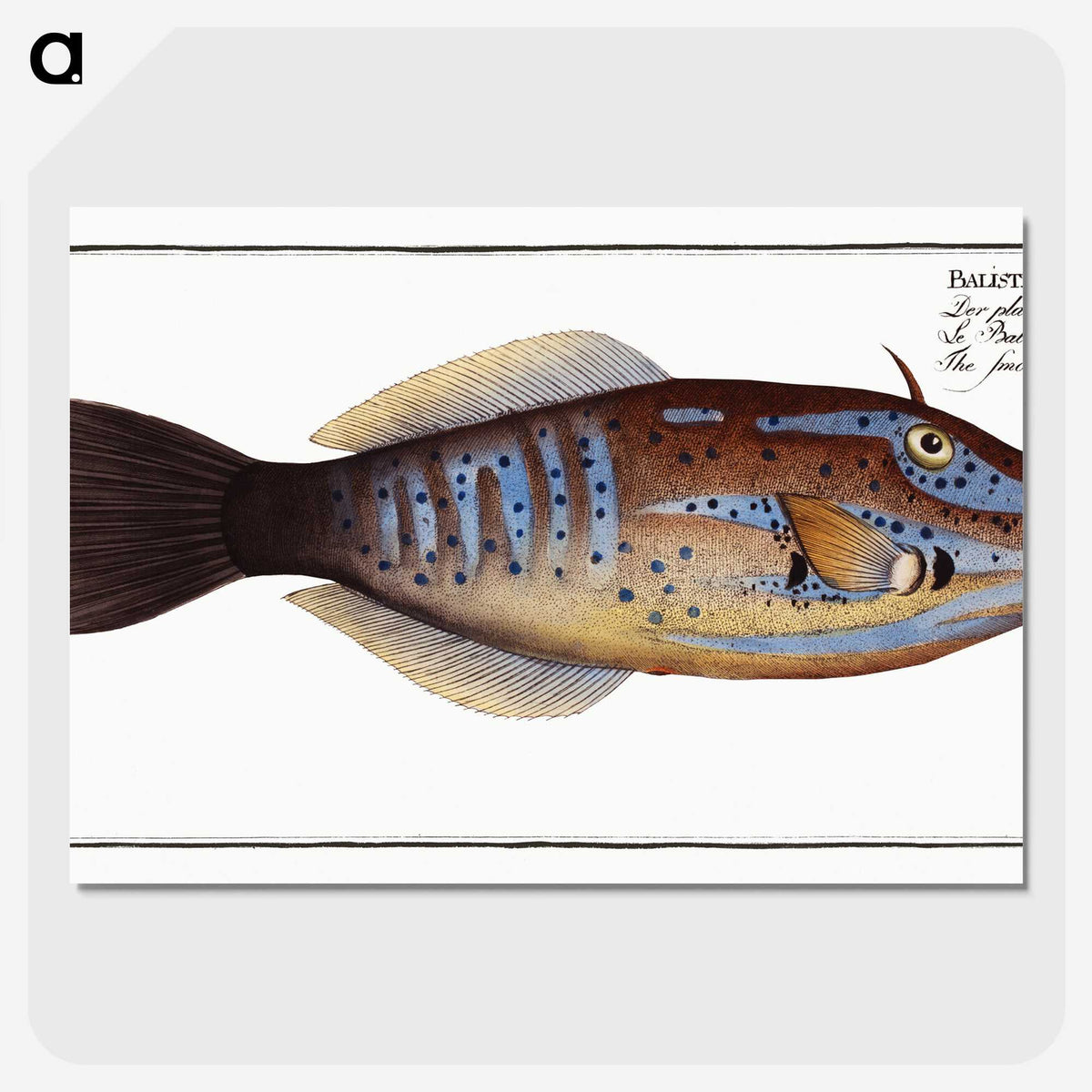 2-25_Ichtyologie-ou-Histoire-naturelle_picture-crop