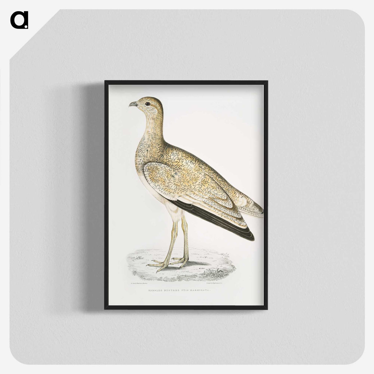 2-25_Indian-Zoology_blk-crop