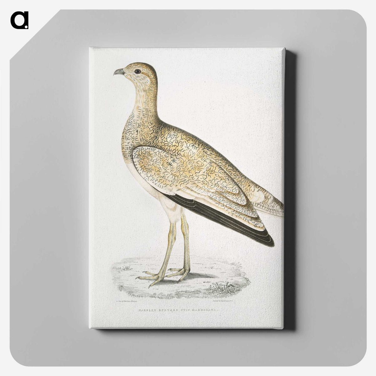 2-25_Indian-Zoology_canvas